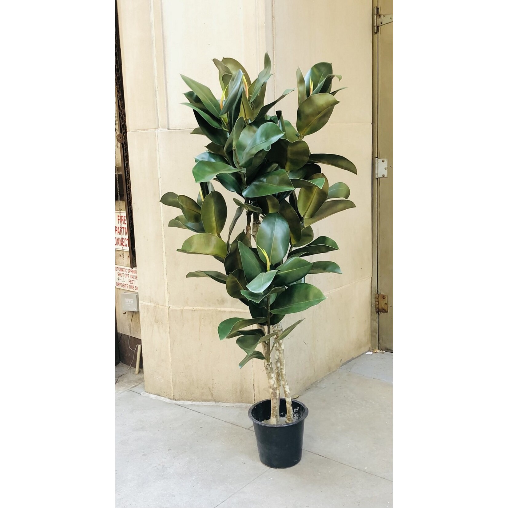5.5' POTTED RUBBER LEAF PLANT
