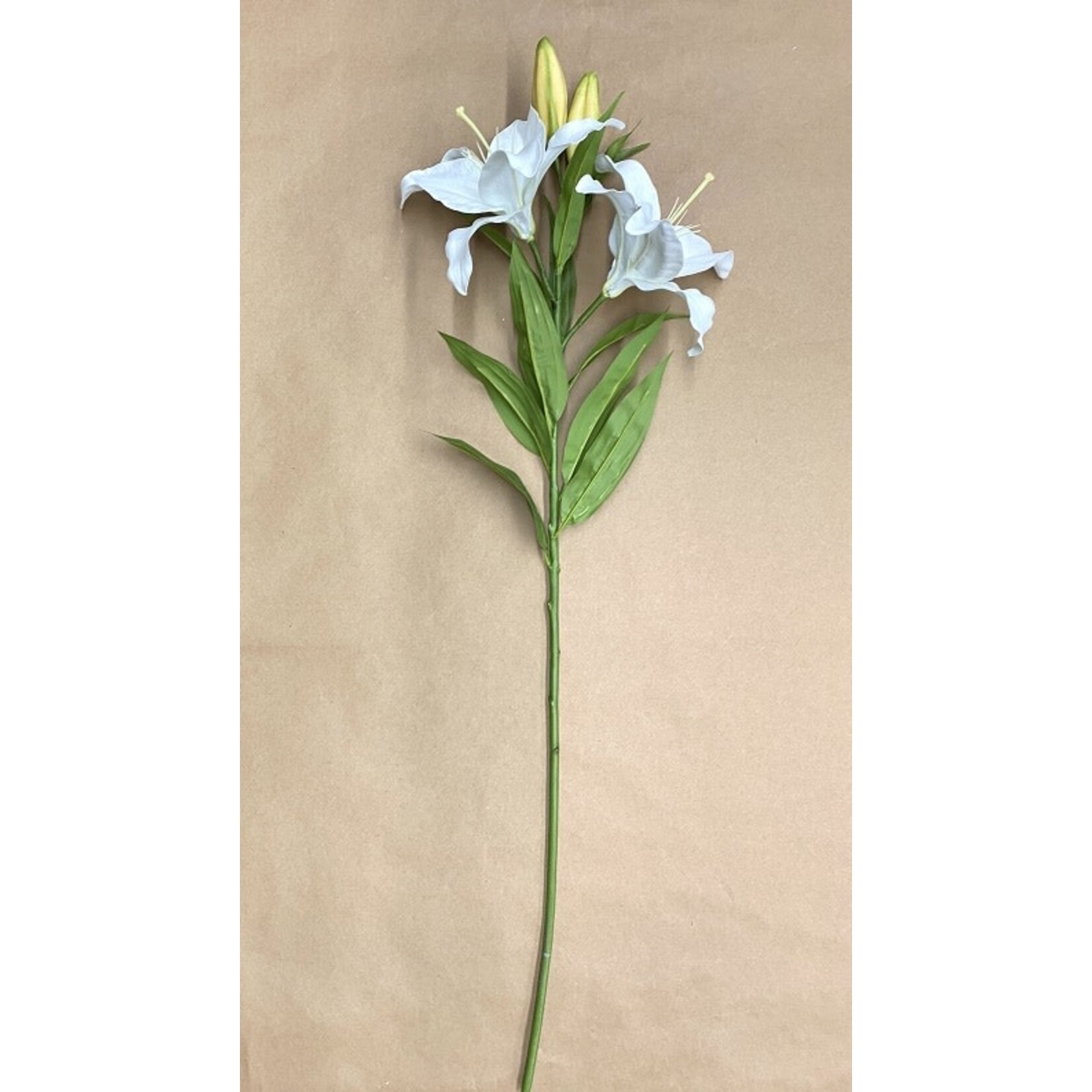 39.5" LILY CASABLANCA TWO-TONE WHITE