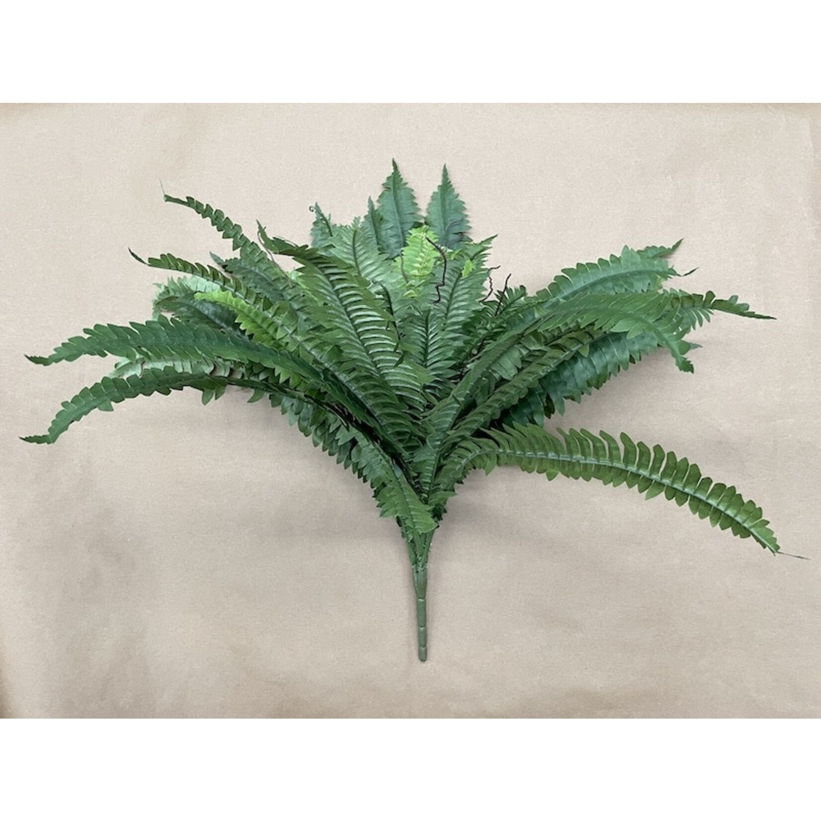 25" BOSTON FERN BUSH GREEN