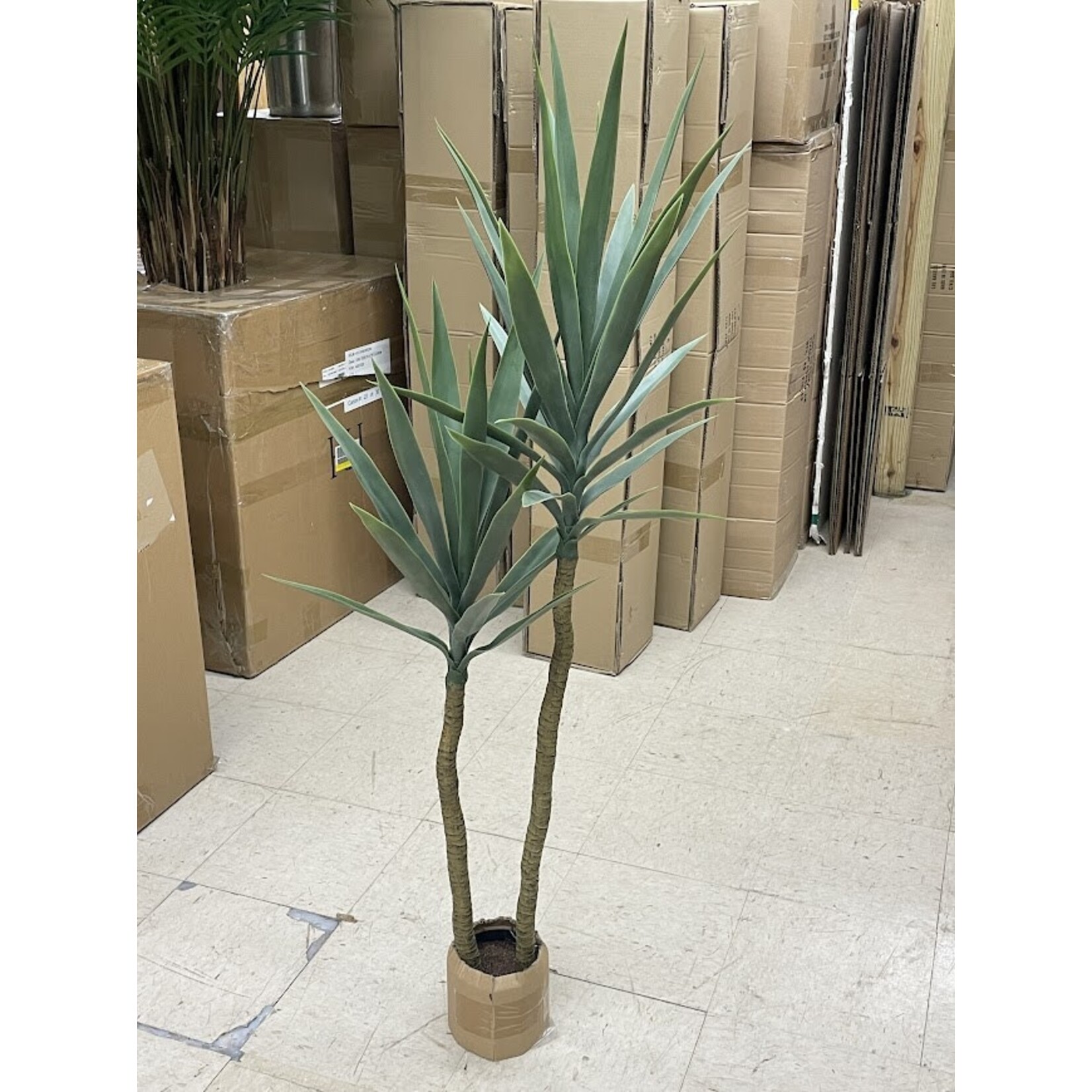 52" YUCCA TREE IN POT FROSTED GREEN