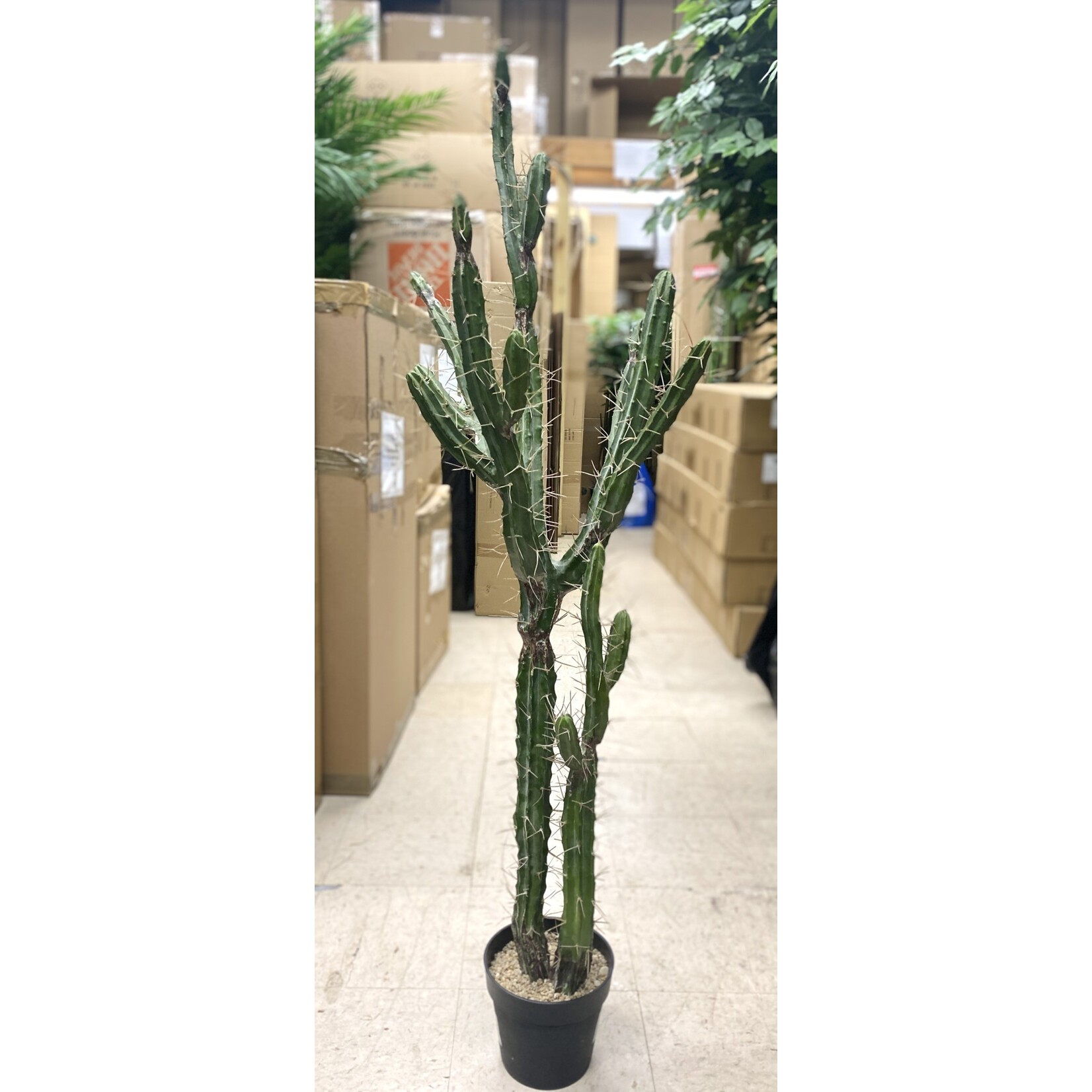 57.5" CACTUS IN PLASTIC NURSERY POT GREEN
