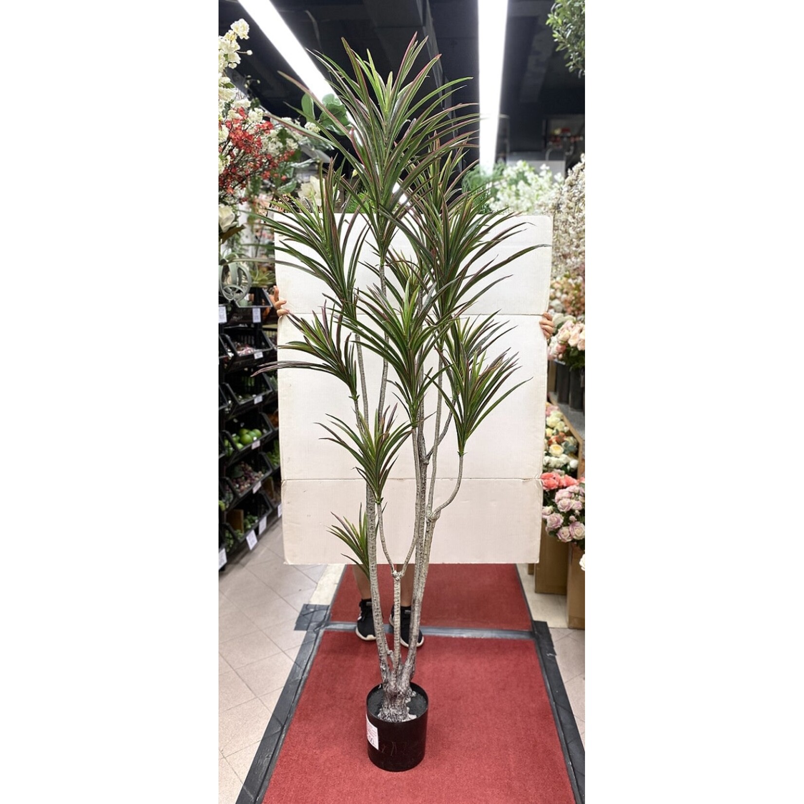 6' DRACAENA MARGINATA TREE IN POT GREEN BURGUNDY