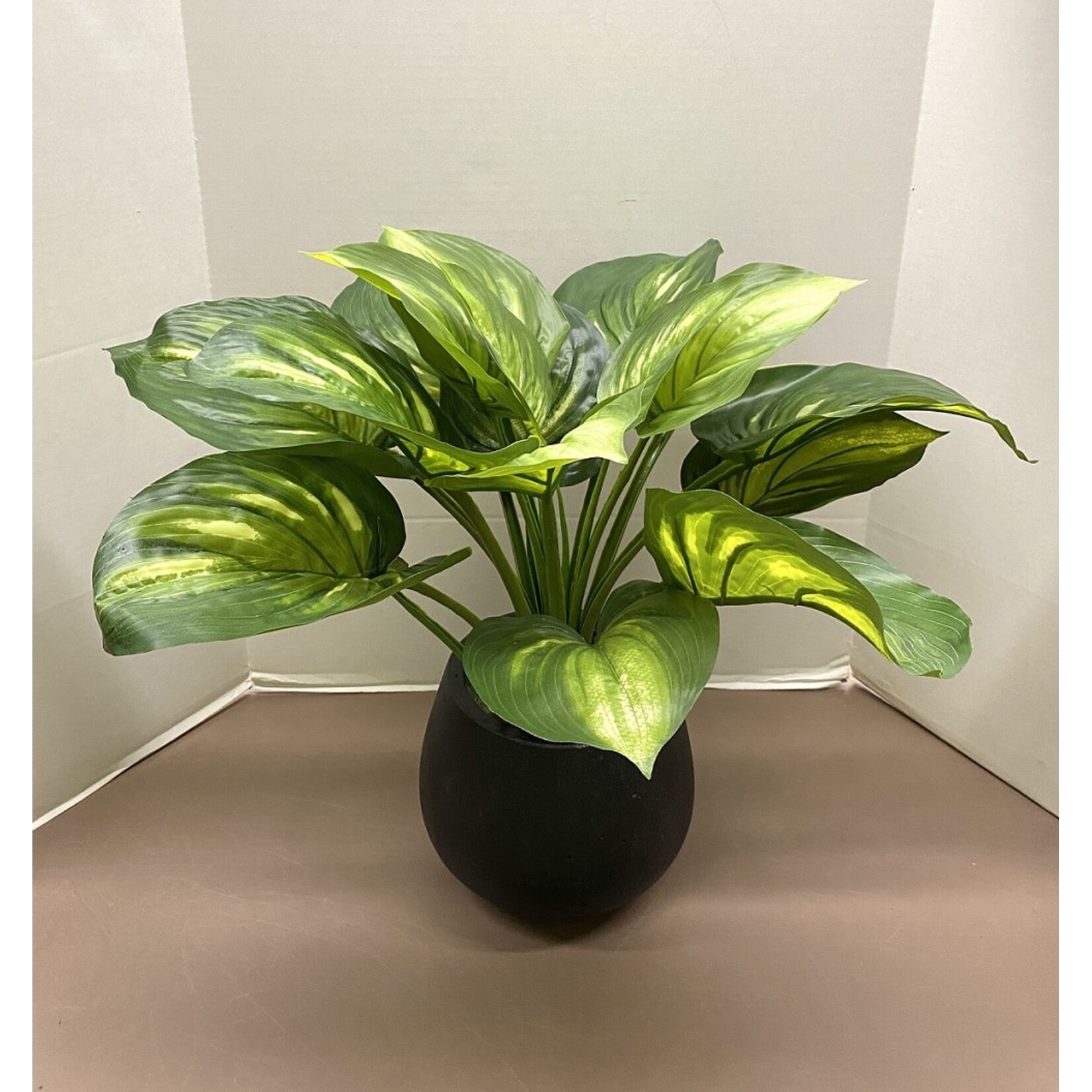 22" EVA HOSTA PLANT GREEN CREAM