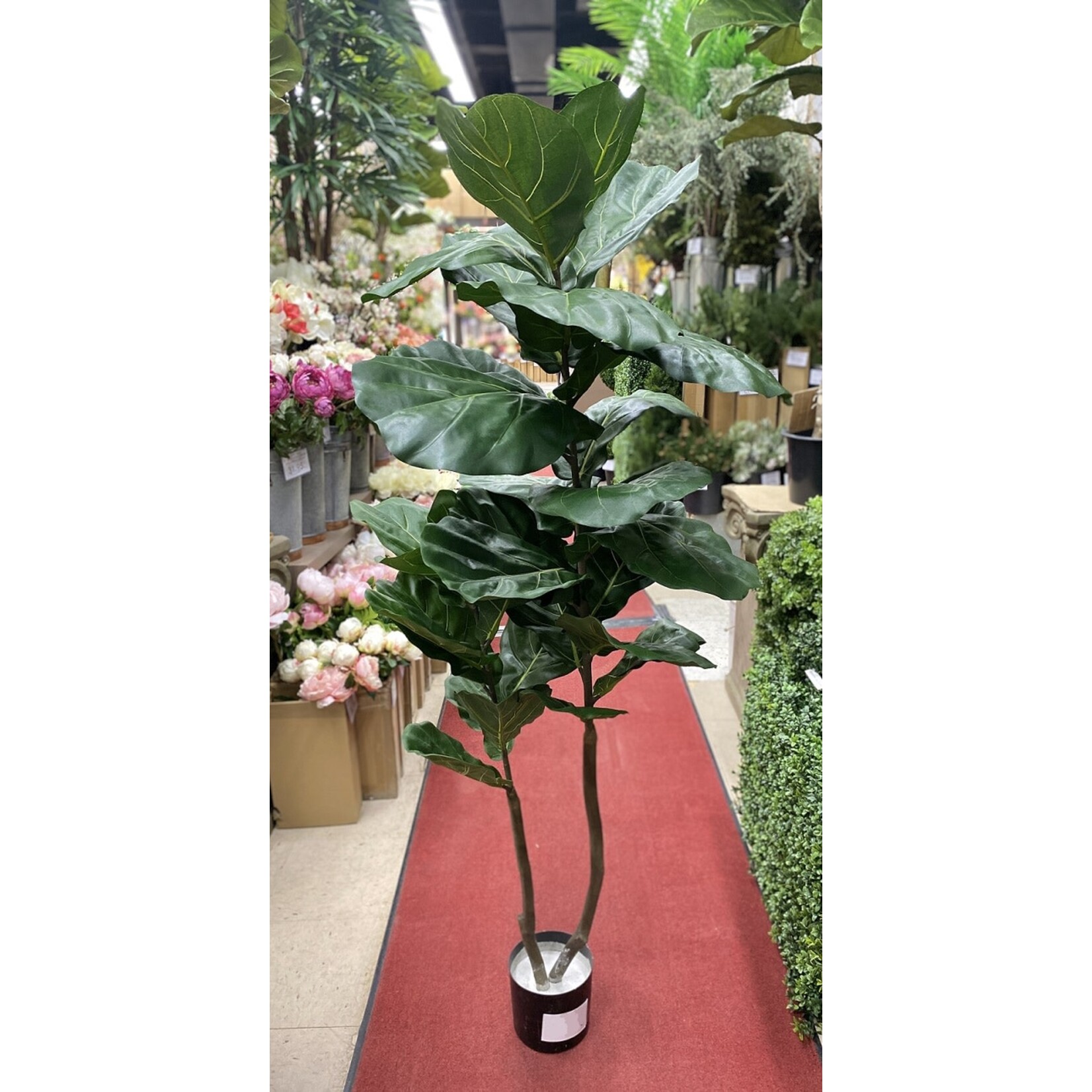 63" FIDDLE LEAF PLANT IN POT GREEN