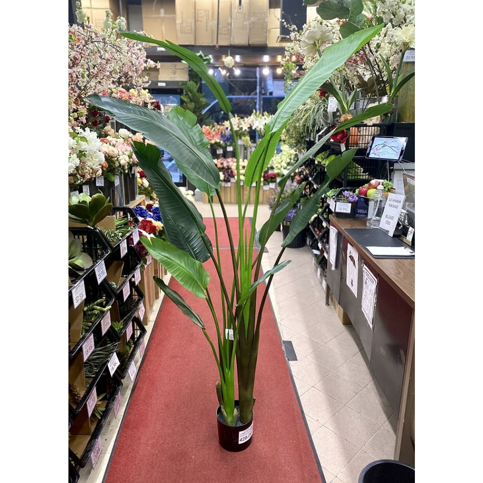 6' BIRD OF PARADISE PLANT IN POT GREEN