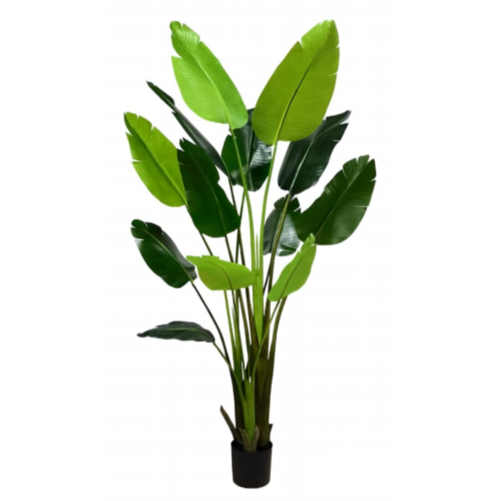 6' BIRD OF PARADISE PLANT IN POT GREEN