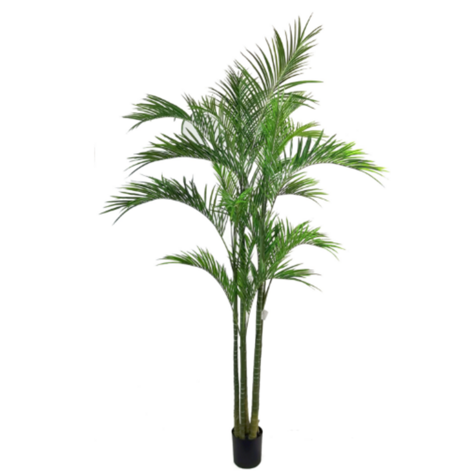 8.5' ARECA PALM TREE IN POT GREEN