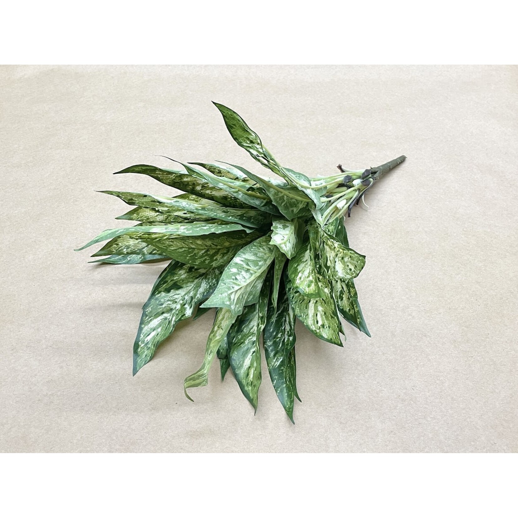 18.5" AGLAONEMA BUSH GREEN