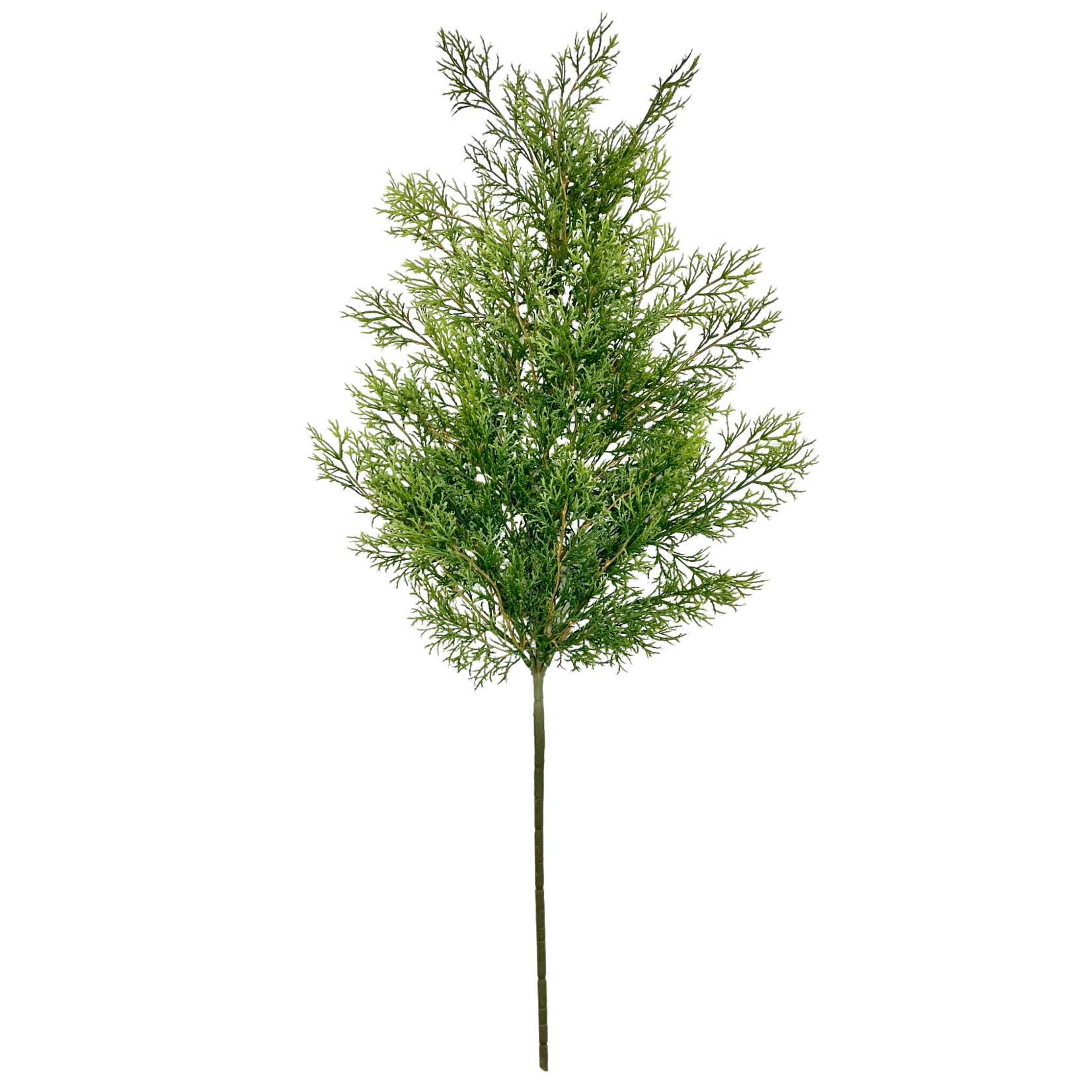 31" CEDAR SPRAY GREEN