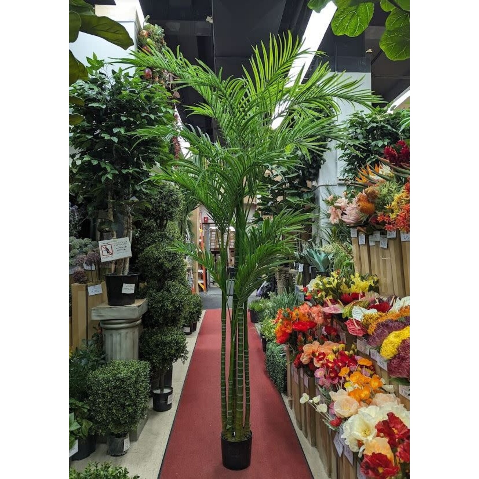 8.5' ARECA PALM TREE IN POT GREEN