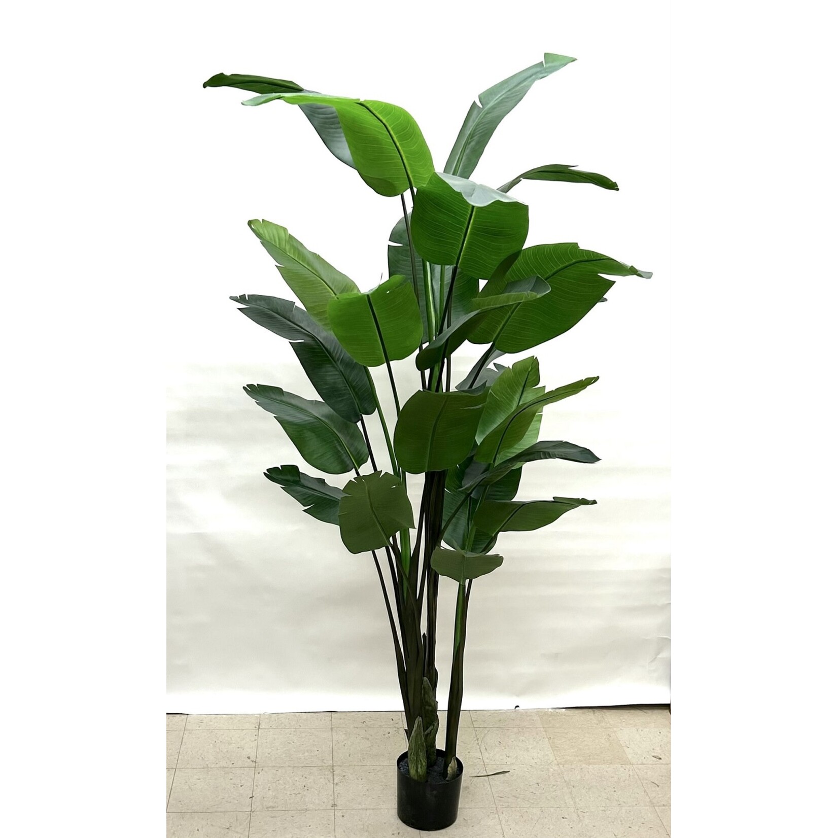 10' BIRD OF PARADISE PLANT IN GREEN