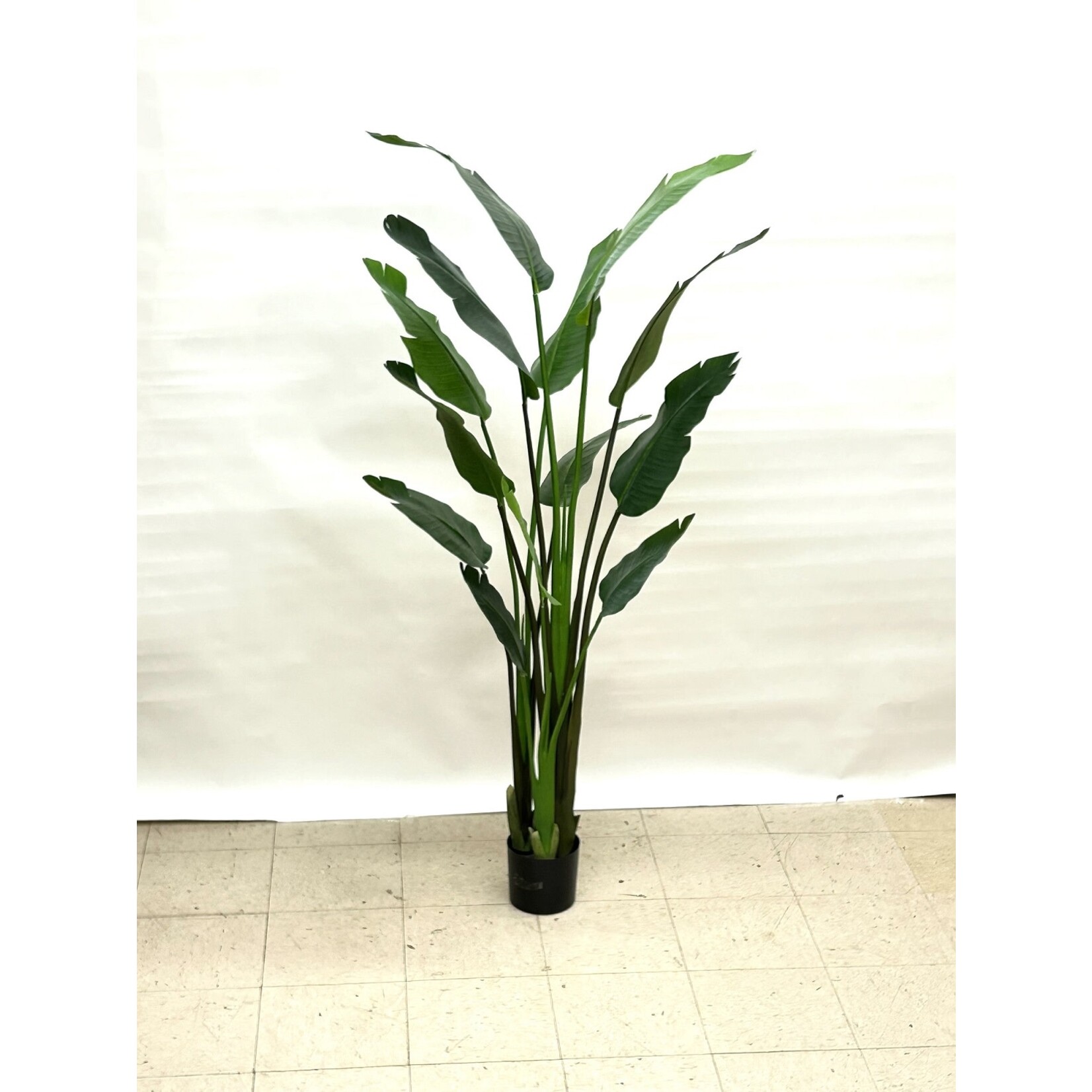 6' BIRD OF PARADISE PLANT IN POT GREEN