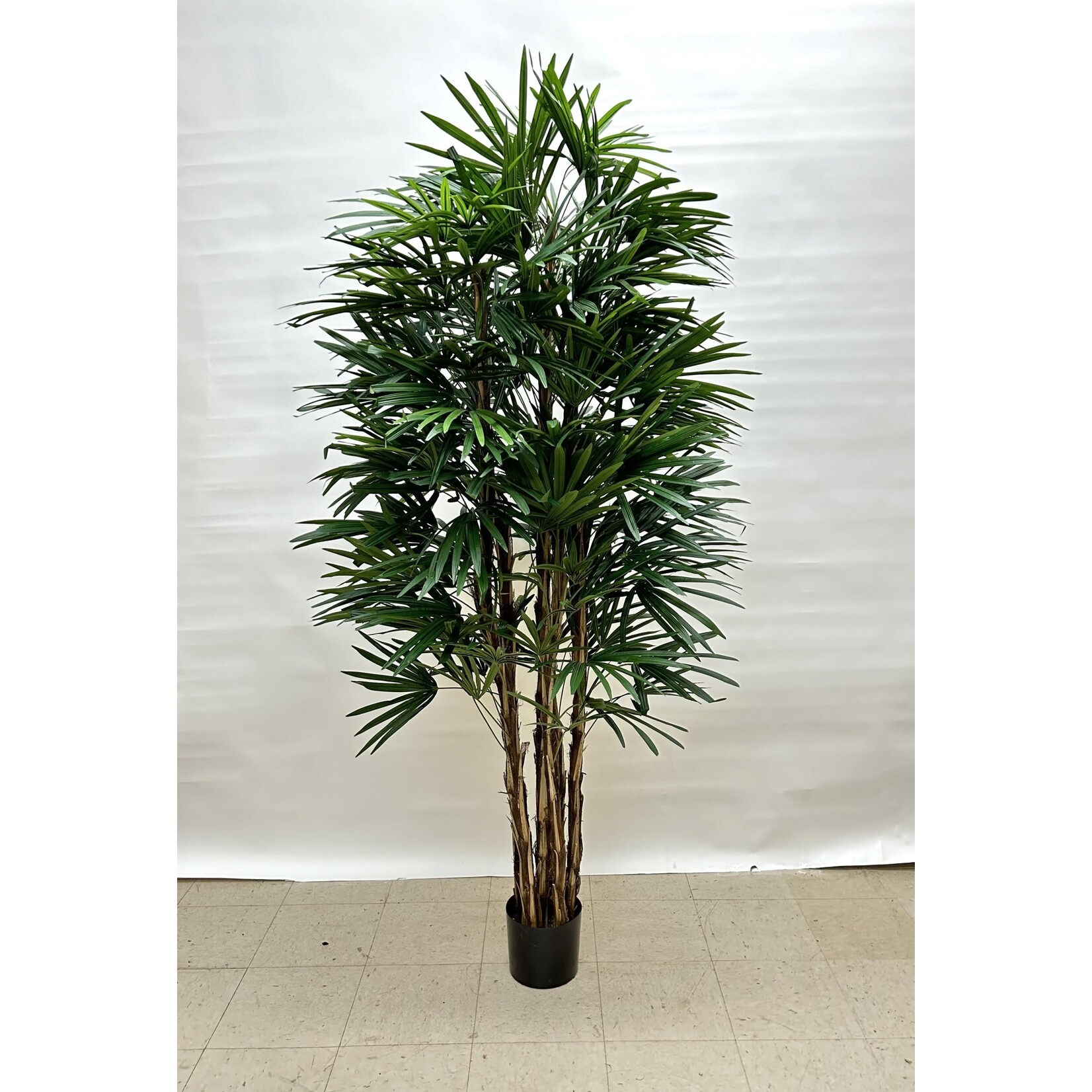 6' RHAPIS TREE GREEN