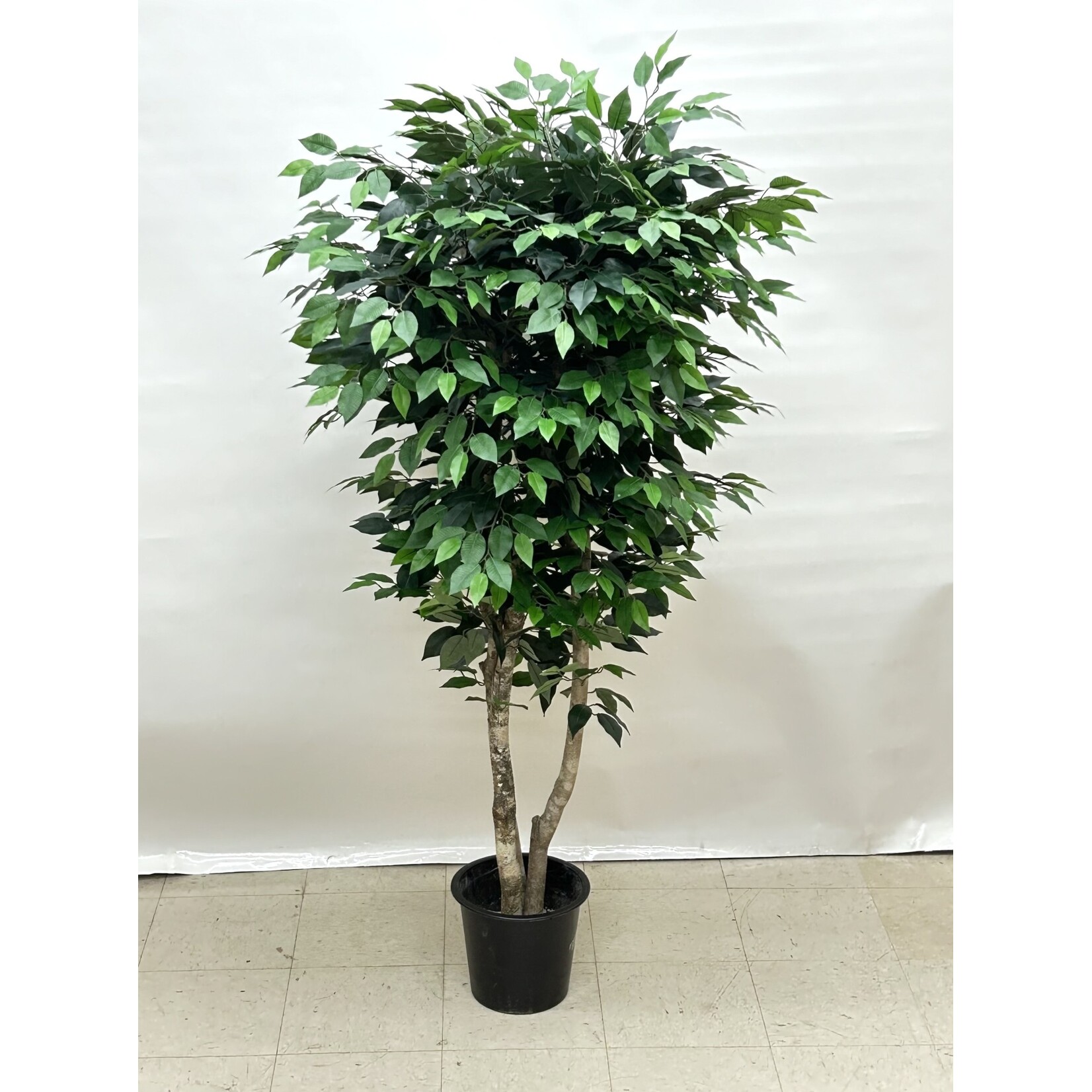 6' FICUS TREE