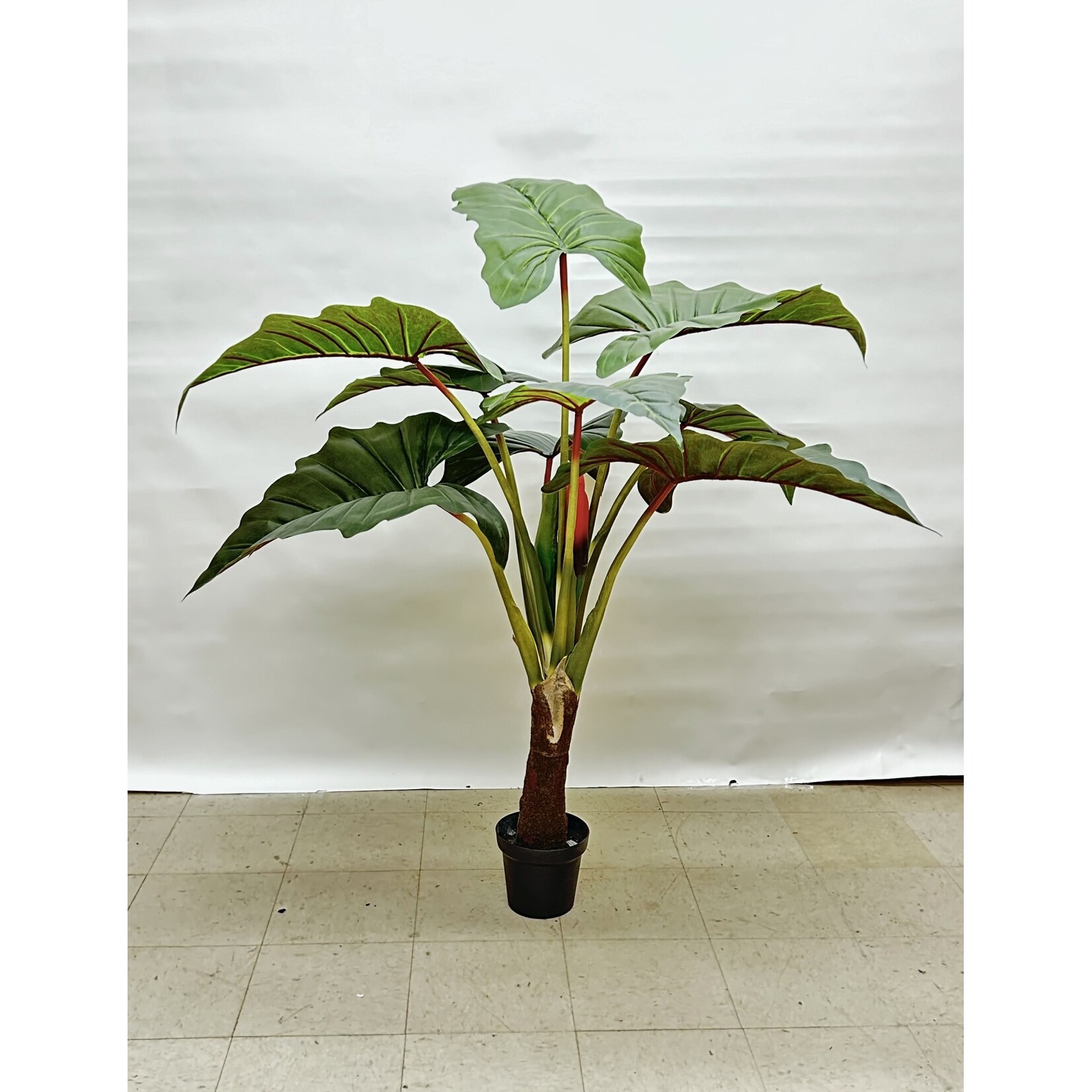 58" PHILO RED PRINCE IN POT GREEN