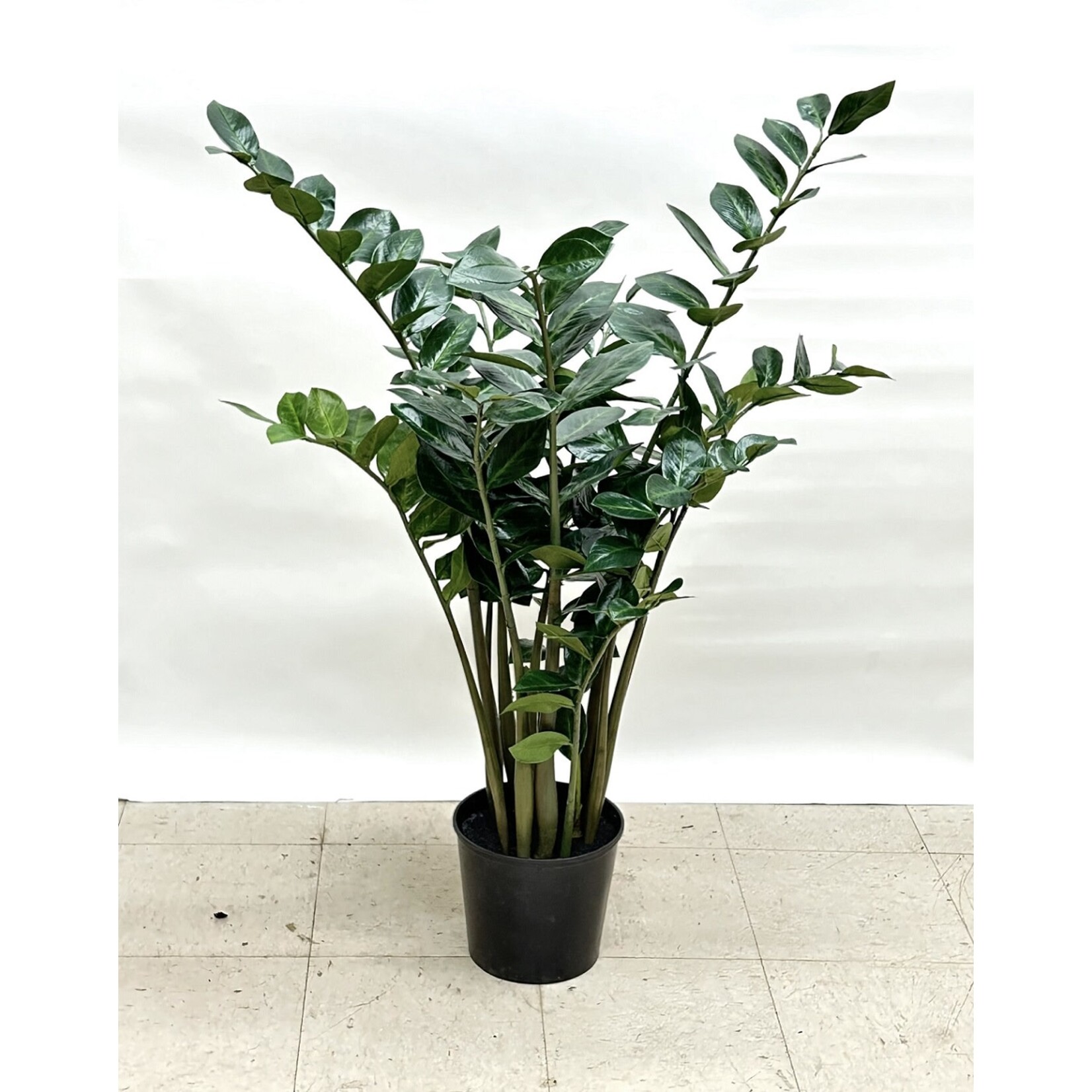 4' ZAMIOCULCAS ZAMIIFOLIA PLANT IN PLASTIC POT GREEN