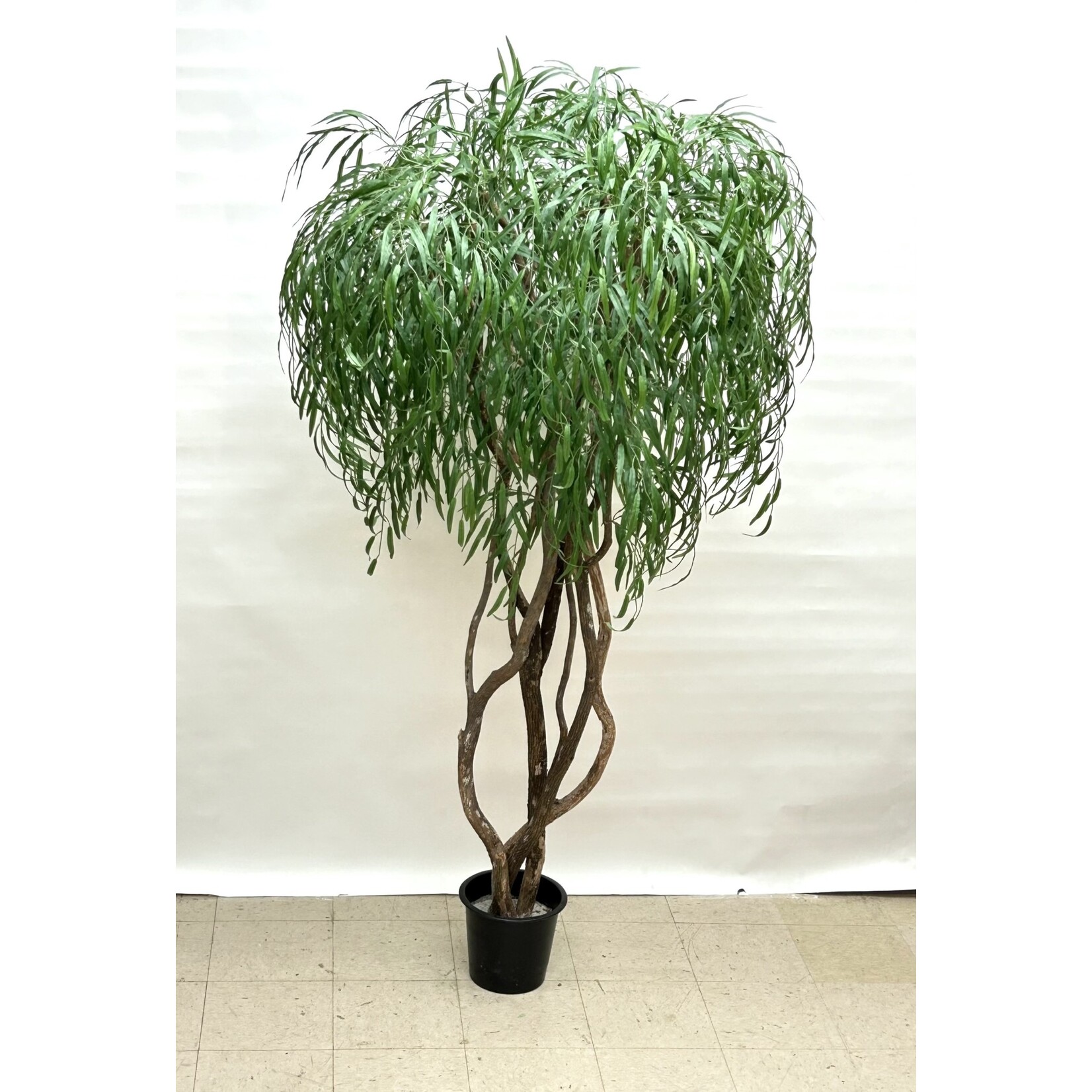 7.5' WEEPING WILLOW TREE