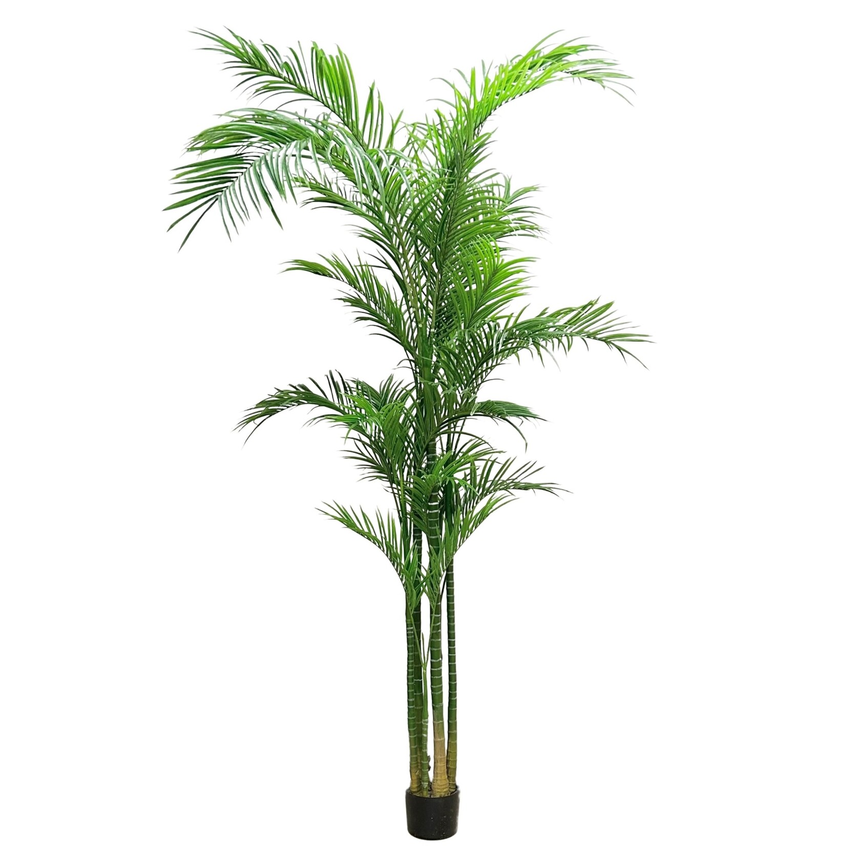 10' ARECA PALM TREE IN POT GREEN