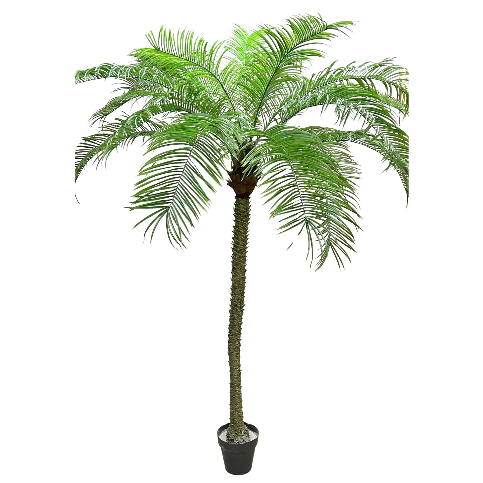 10' PHOENIX PALM TREE GREEN