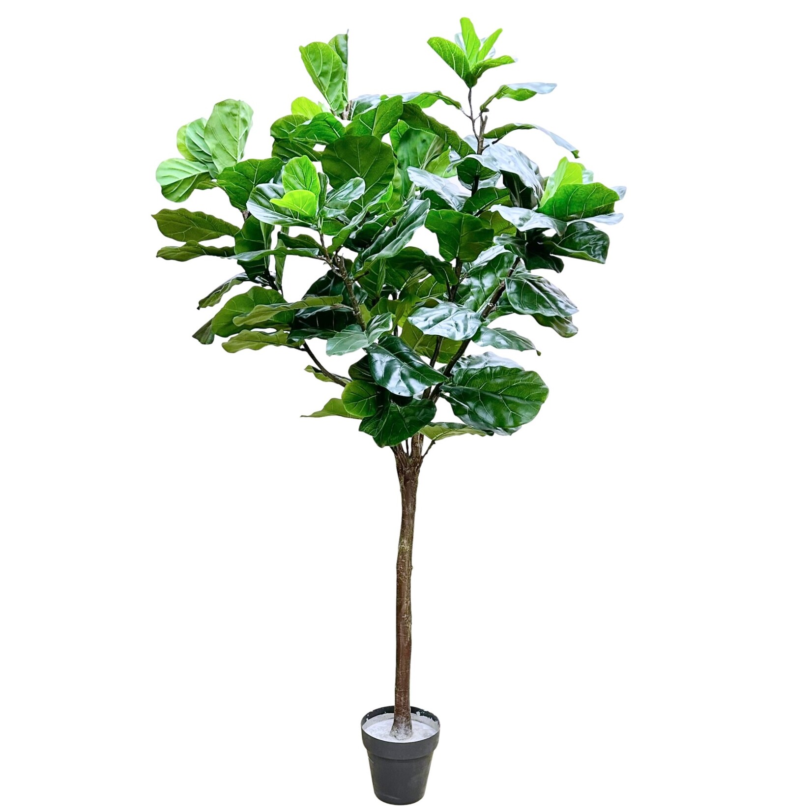 9' FIDDLE TREE GREEN