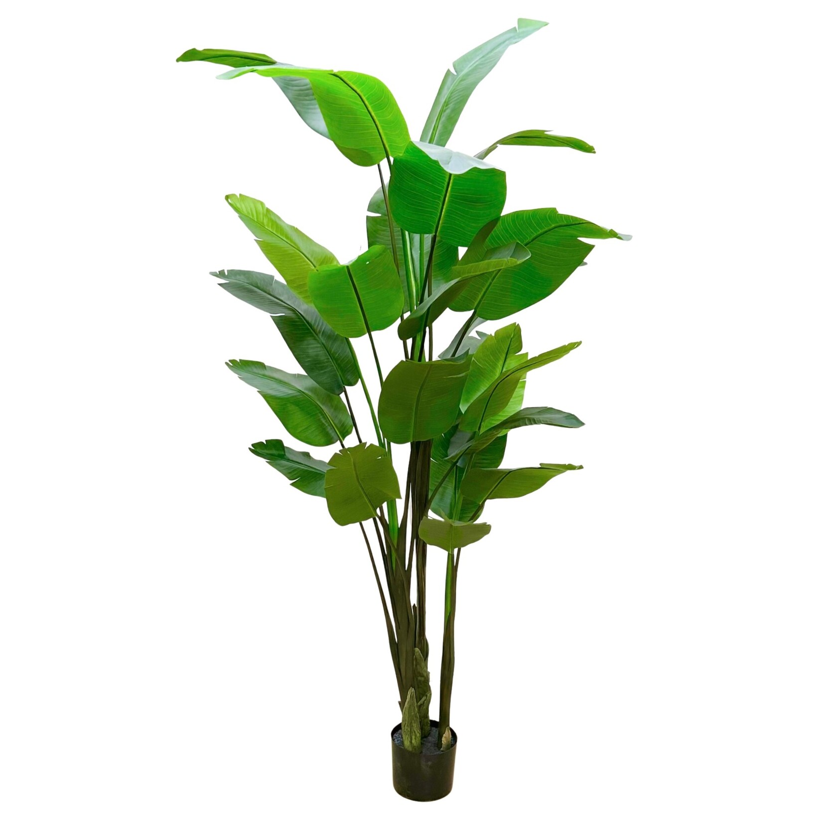 10' BIRD OF PARADISE PLANT IN GREEN
