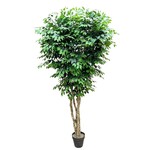 CTF141-10S: 10' FICUS TREE