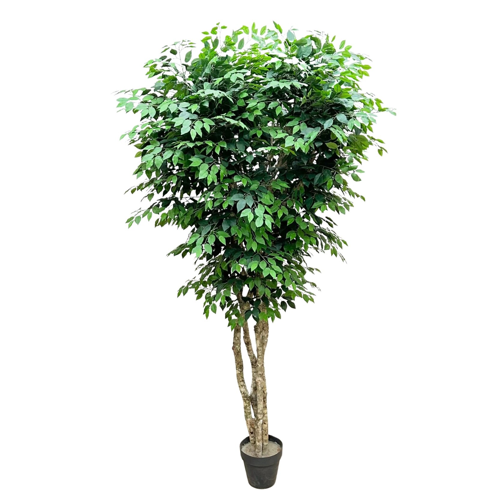 10' FICUS TREE