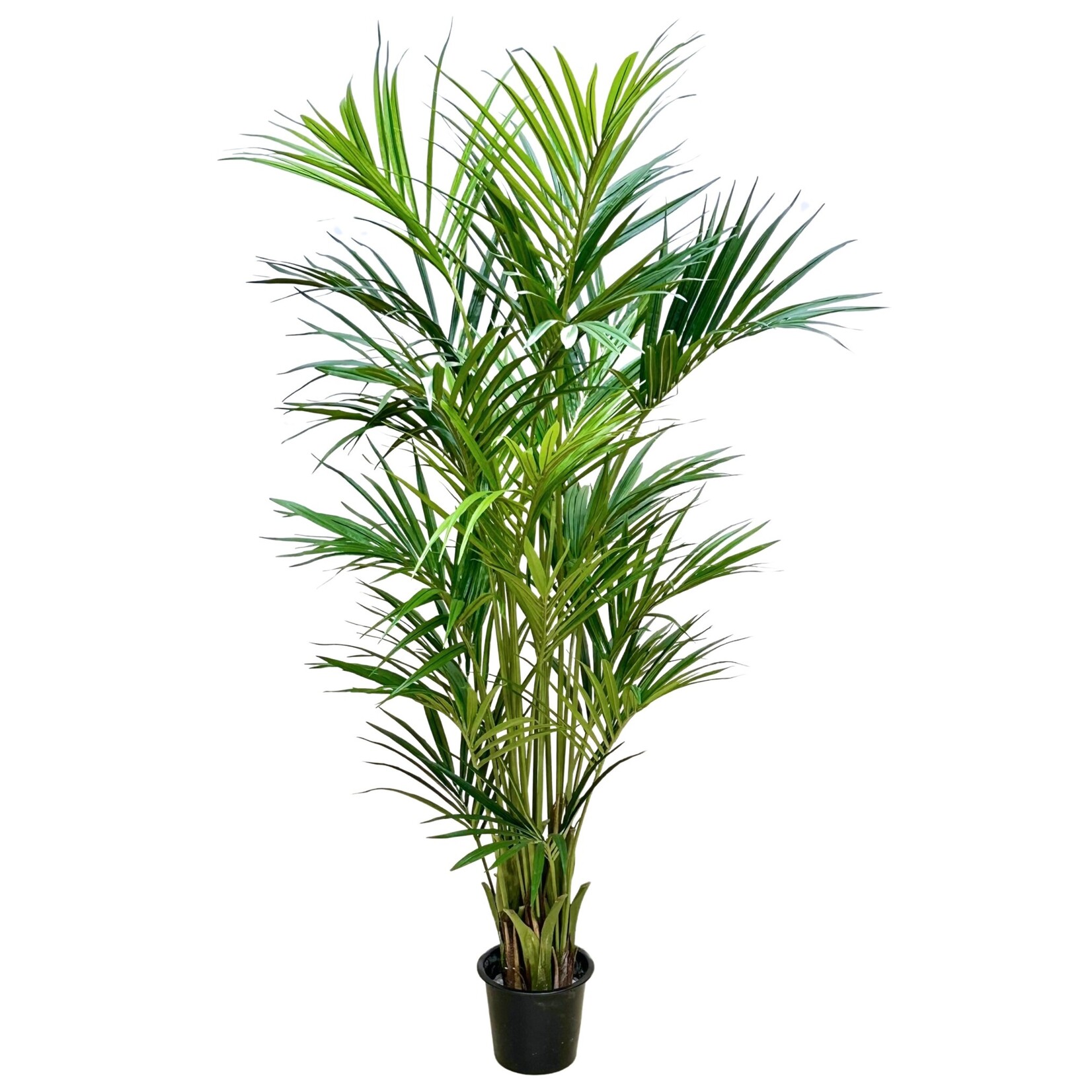 8’ KENTIA PALM TREE (2X)