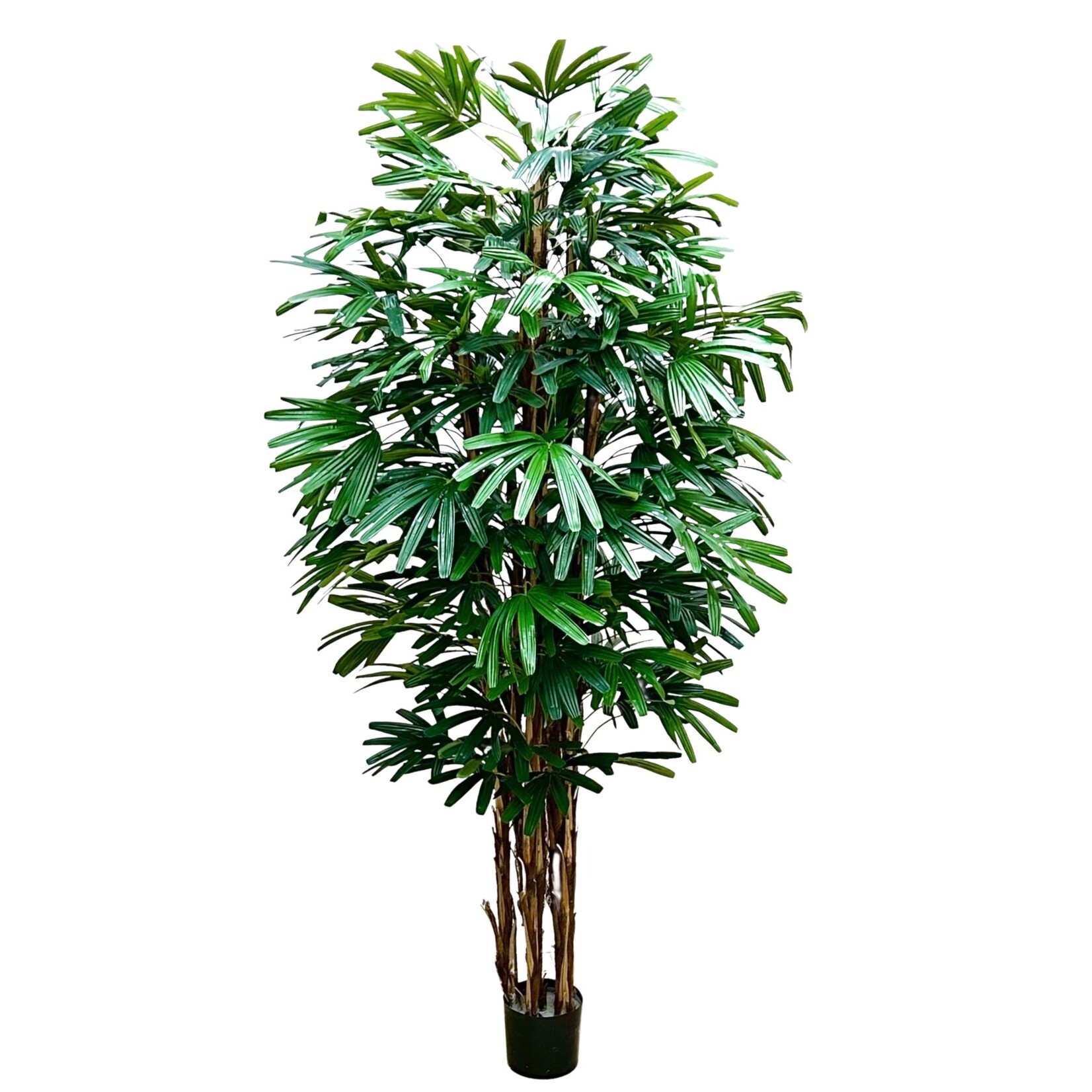 6' RHAPIS TREE GREEN IN POT TWO TONE