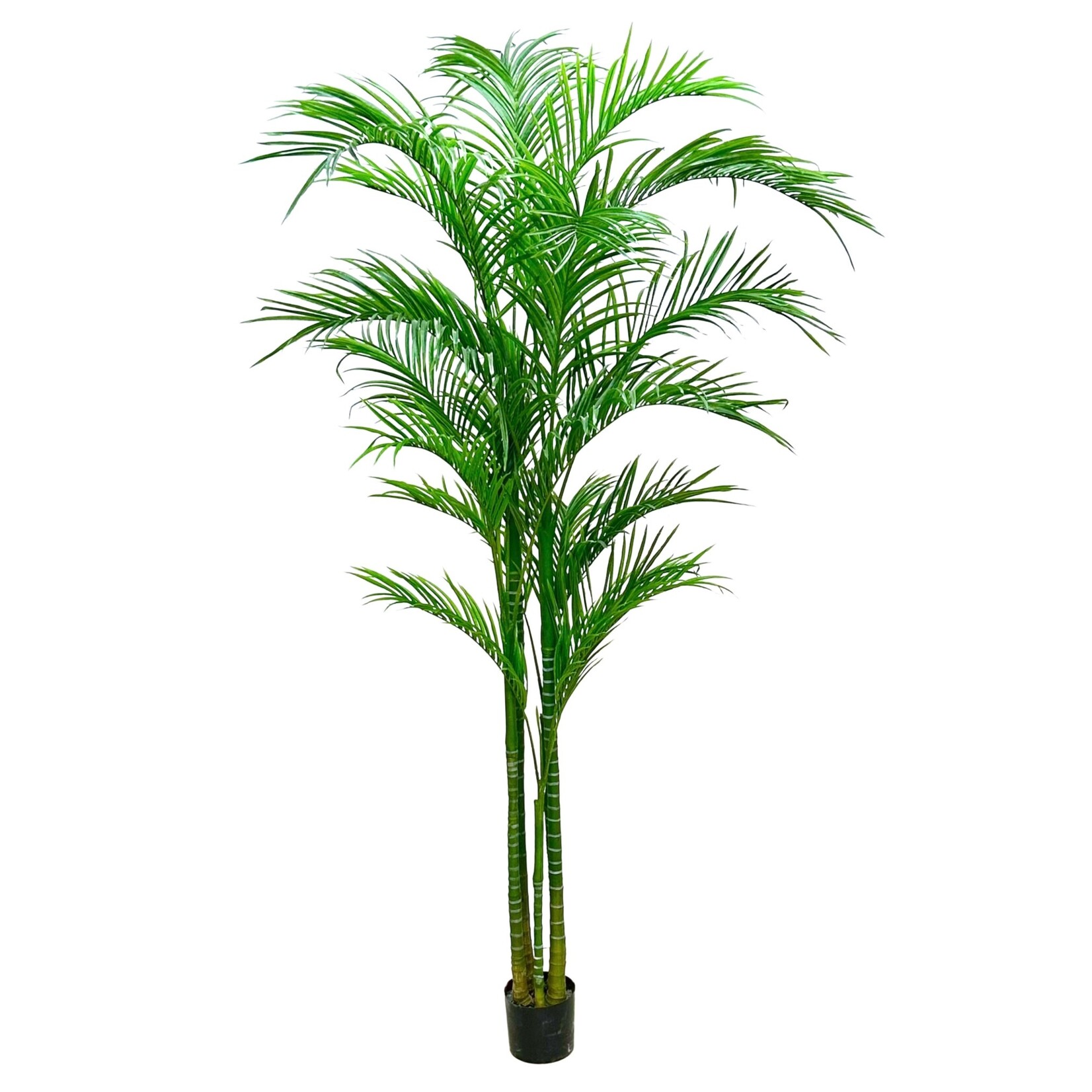 8.5' ARECA PALM TREE IN POT GREEN