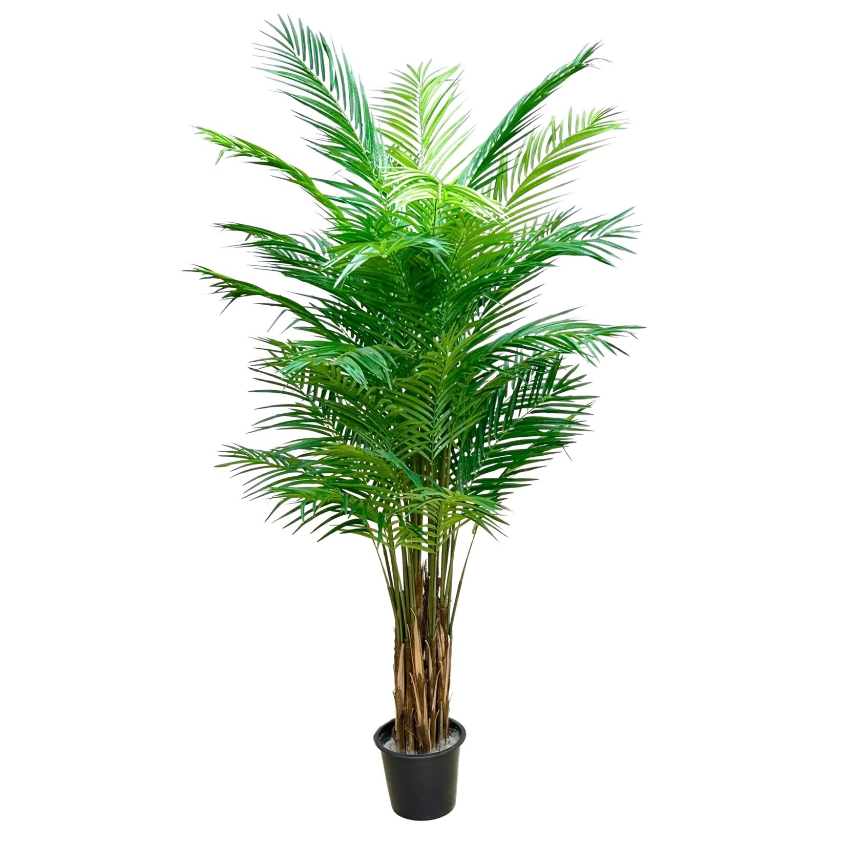 7' ARECA PALM TREE IN POT GREEN (2X)