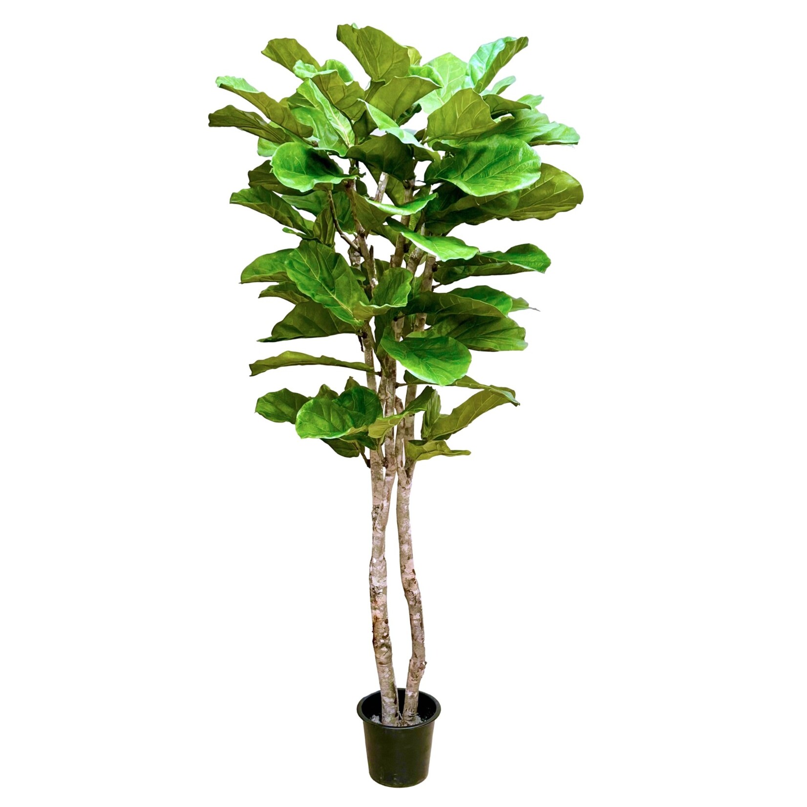 8' FIDDLE LEAF TREE LARGE LEAF
