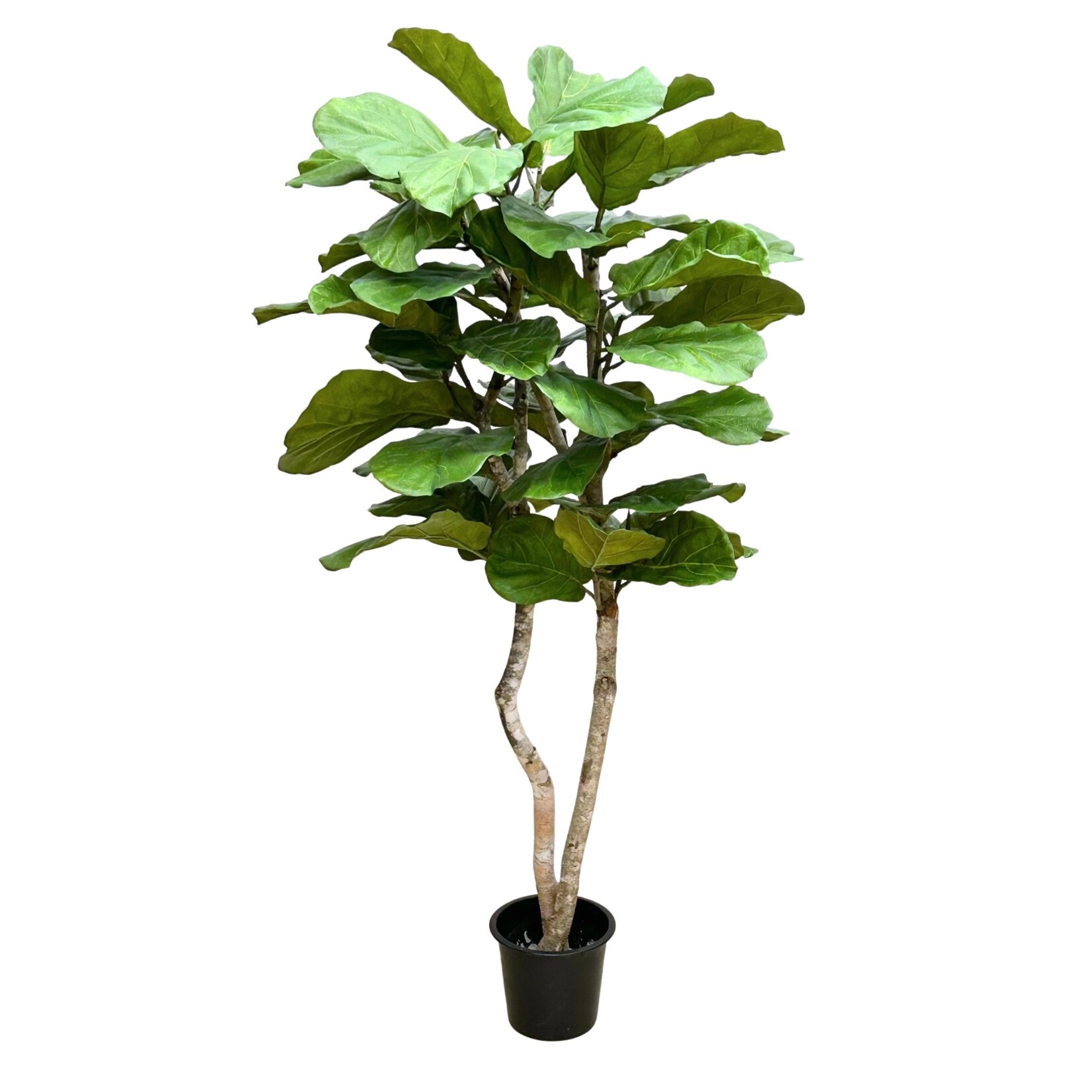 7' FIDDLE LEAF TREE LARGE LEAF