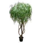 CTW516-7.5: 7.5' WEEPING WILLOW TREE