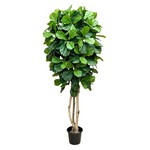 CCT826-7: 7' FIDDLE TREE IN POT