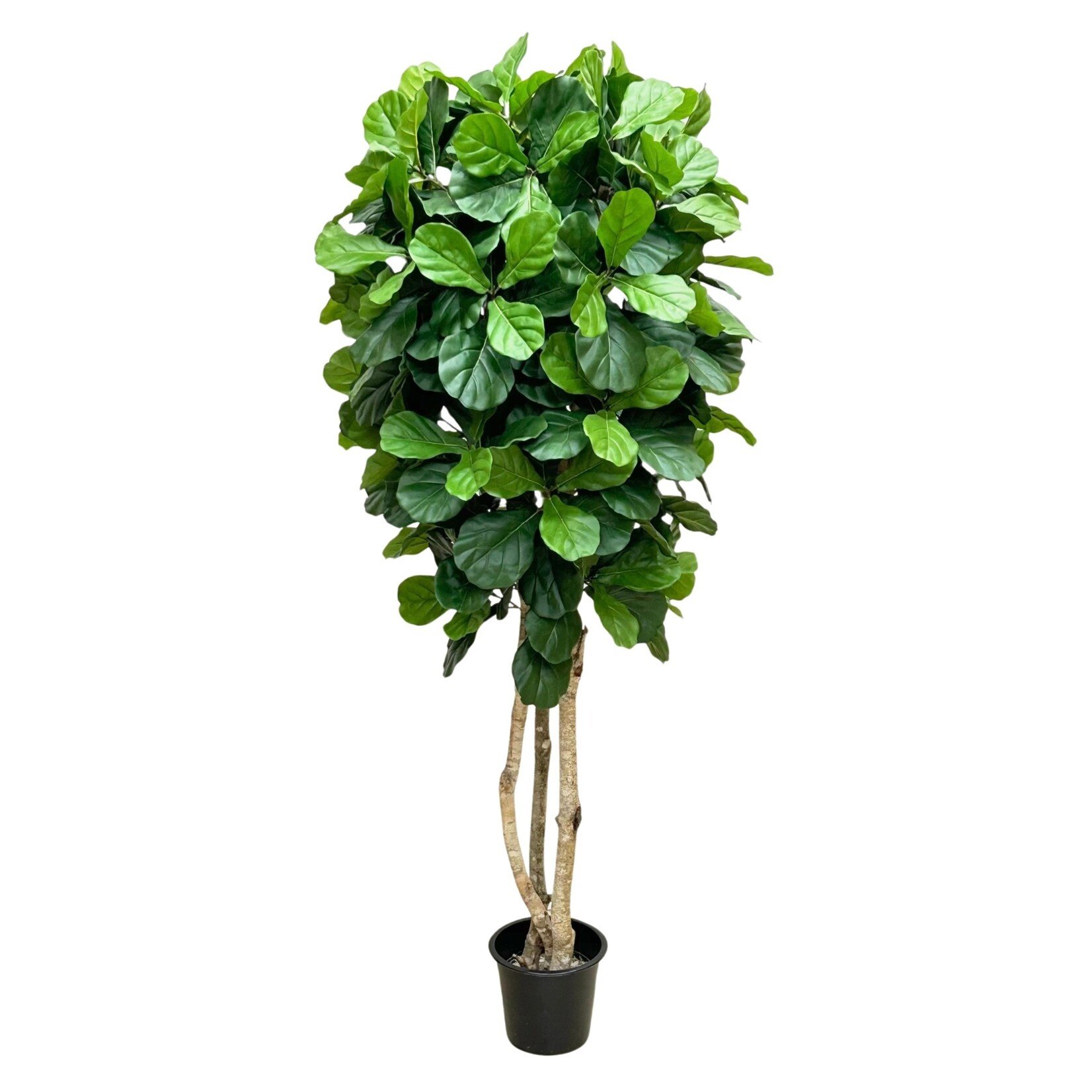 7' FIDDLE TREE IN POT