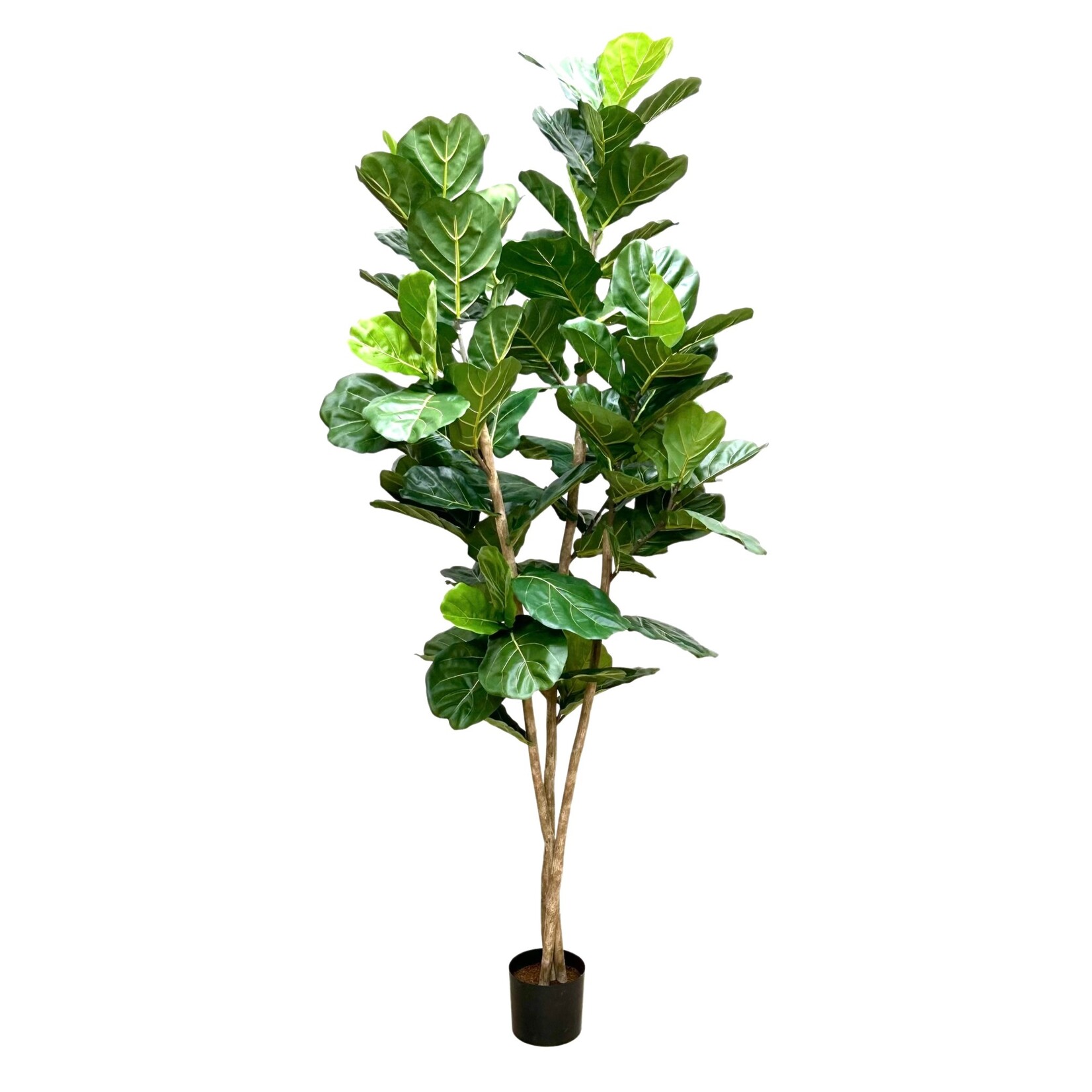 90.5" FIDDLE LEAF TREE IN POT GREEN