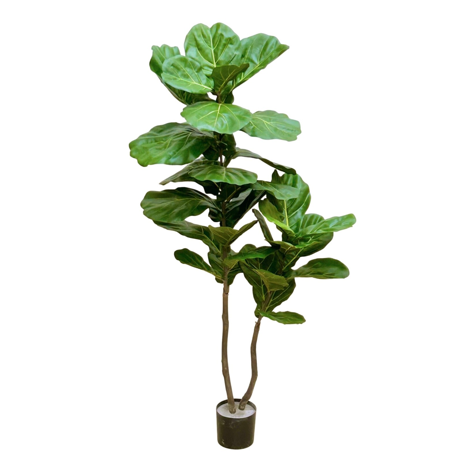 63" FIDDLE LEAF PLANT IN POT GREEN