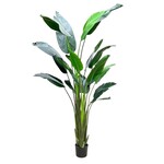 CTB068-GN: 93" BIRD OF PARADISE PLANT IN POT GREEN