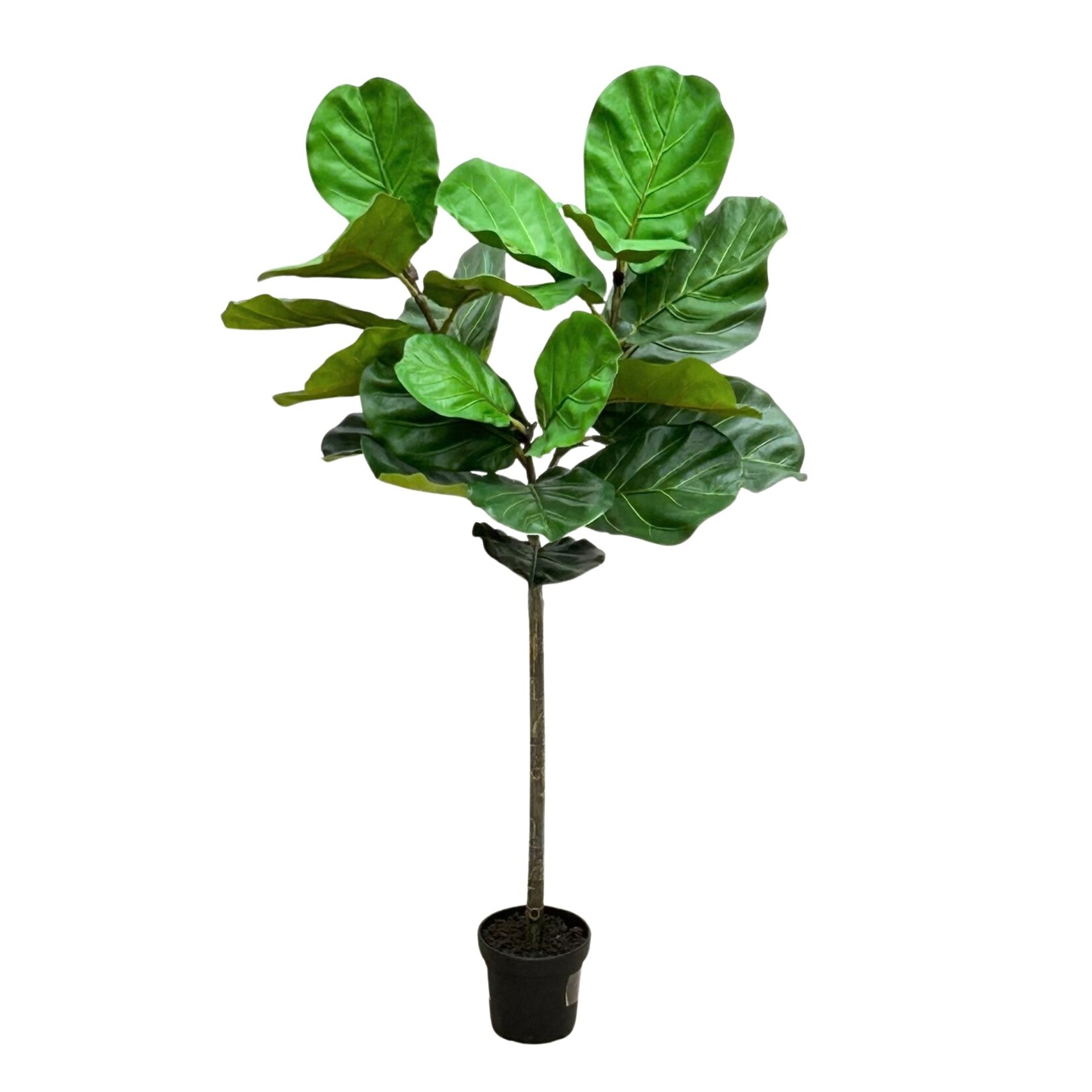 50" FIDDLE LEAF POT GREEN