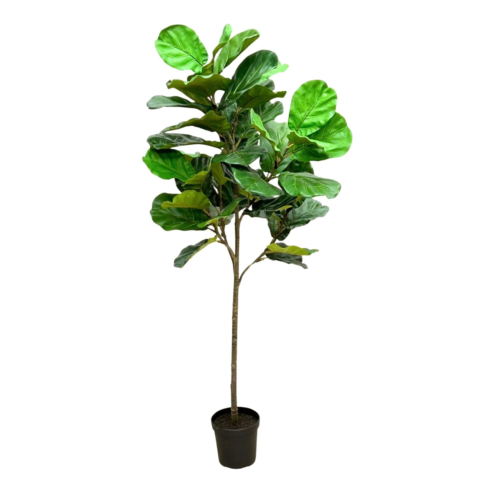 64" FIDDLE LEAF POT GREEN
