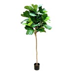 CTF527-GN: 7' FIDDLE LEAF TREE IN POT GREEN
