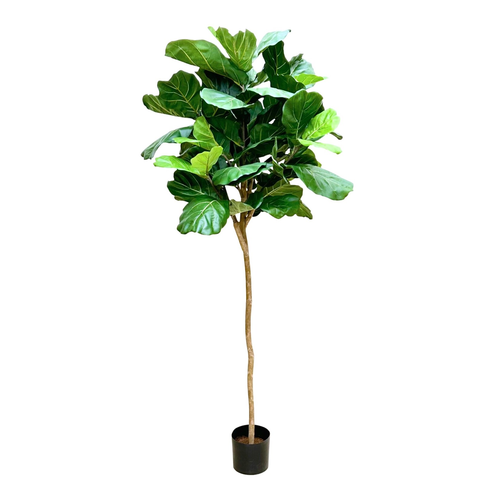 7' FIDDLE LEAF TREE IN POT GREEN