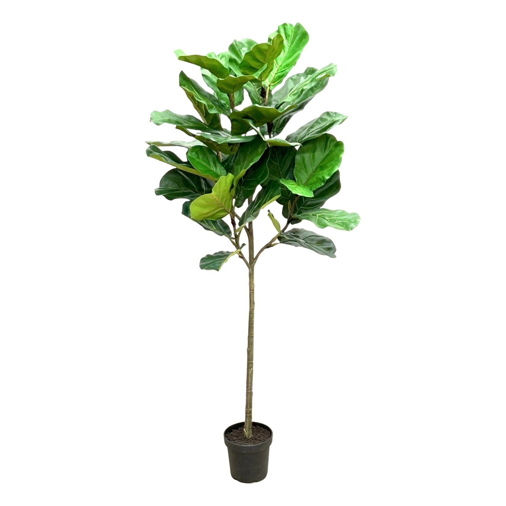 74" FIDDLE LEAF POT GREEN