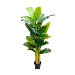 CTB155-GN: 5' BANANA TREE IN POT GREEN