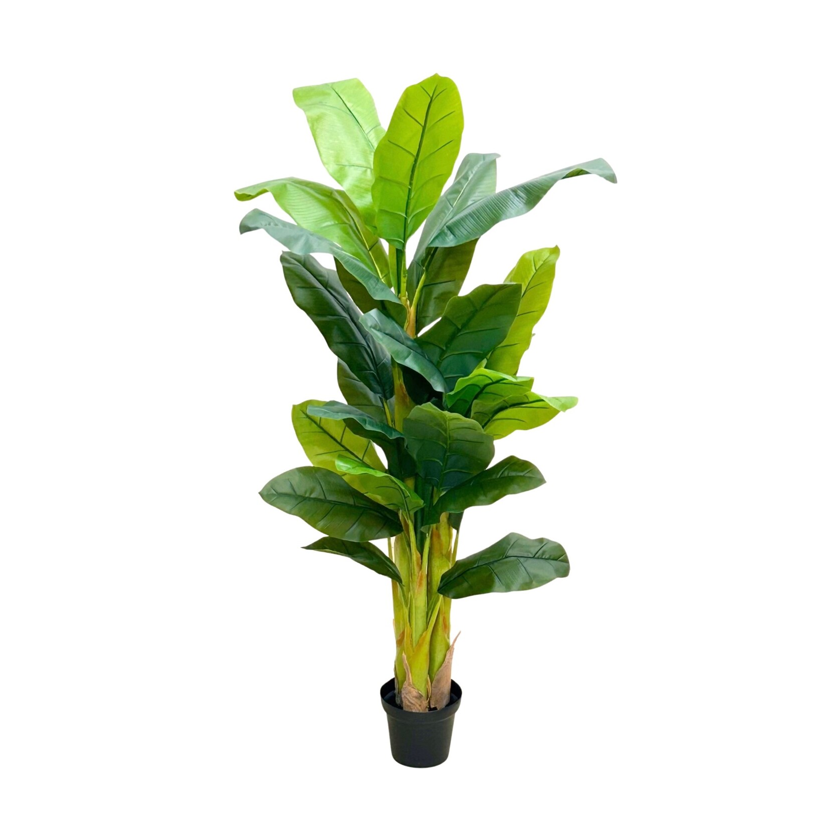 5' BANANA TREE IN POT GREEN