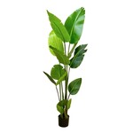 CTB350-GN: 5' BIRD OF PARADISE PLANT IN POT GREEN