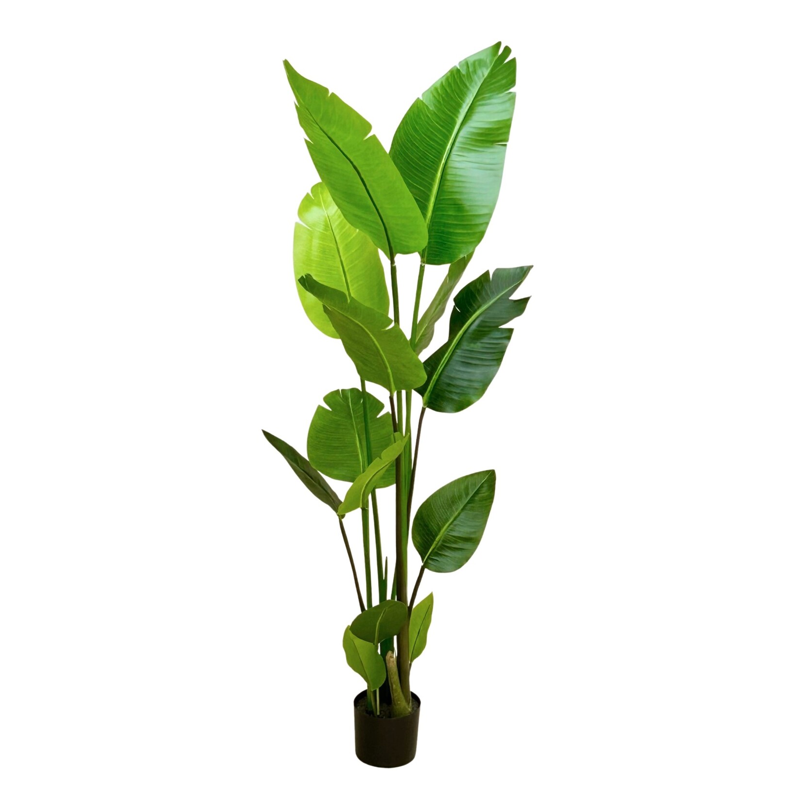 5' BIRD OF PARADISE PLANT IN POT GREEN