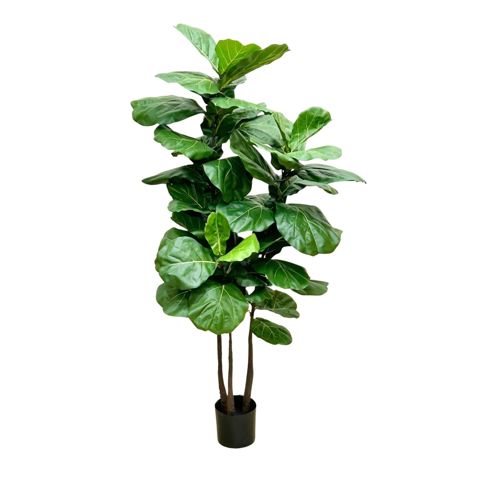 70" FIDDLE LEAF PLANT IN POT GREEN
