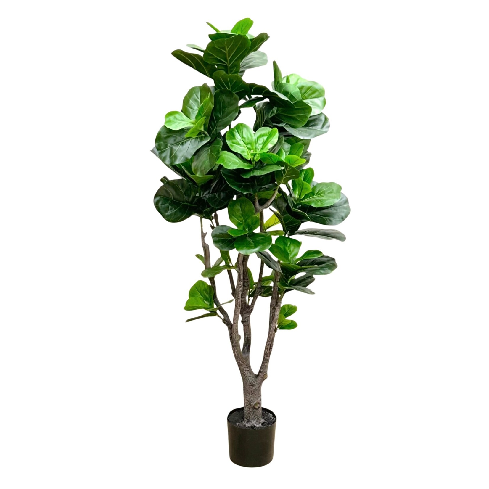 4' FIDDLE LEAF FIG TREE IN POT GREEN